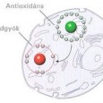 antioxidans szabadgyok m